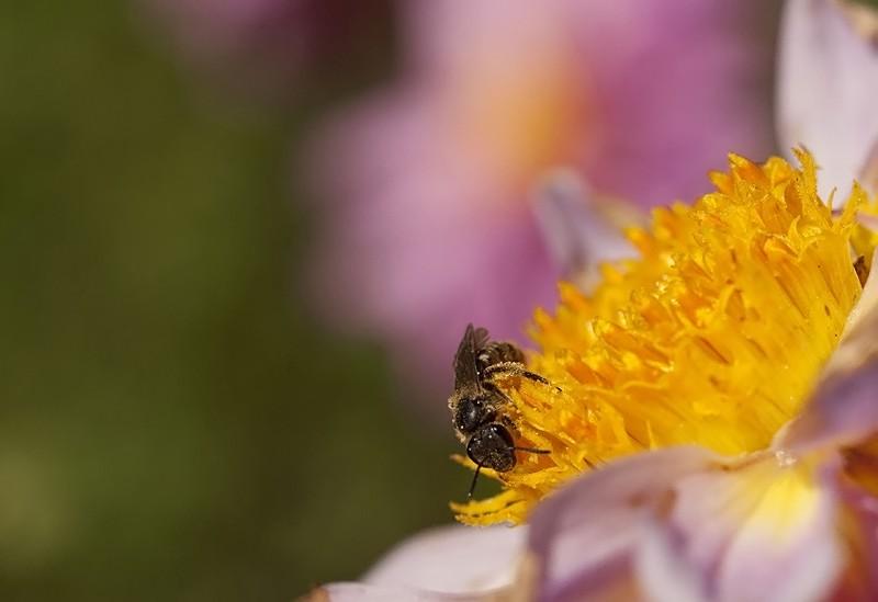 Halictus sp.jpg