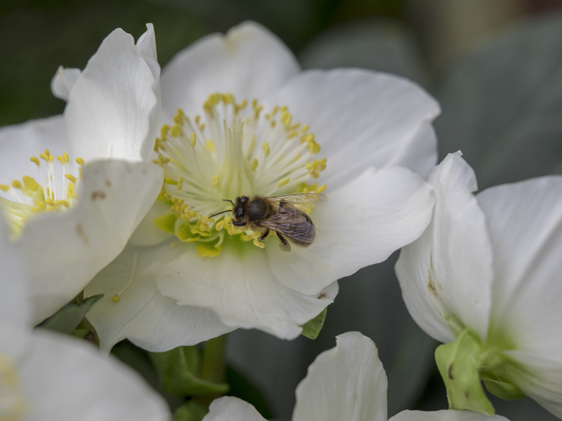 Abeille sur Rose de Noel