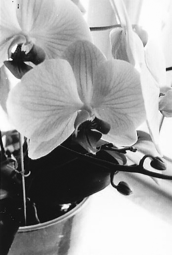 orchidee