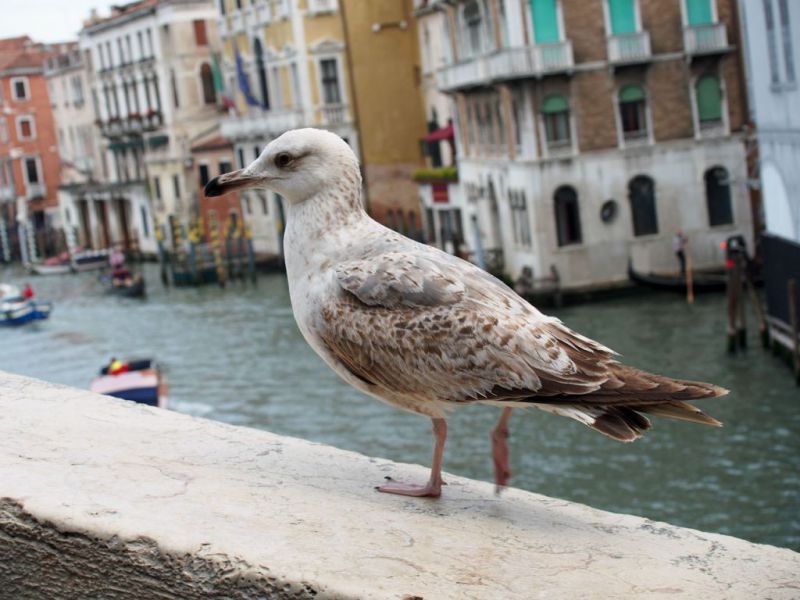 Mouette du Rialto