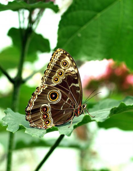 morpho