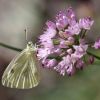 Papillon blanc