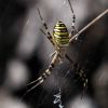 Argiope