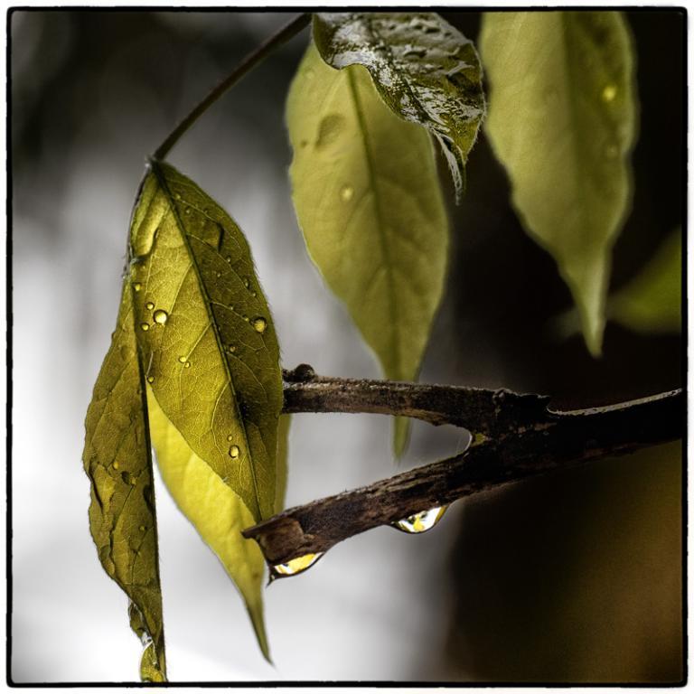 feuilles et gouttes d'eau.jpg