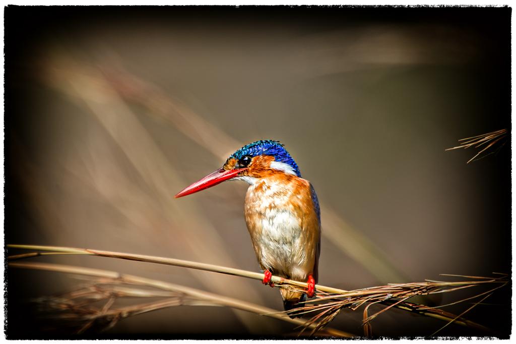 Malachite king fisher.jpg