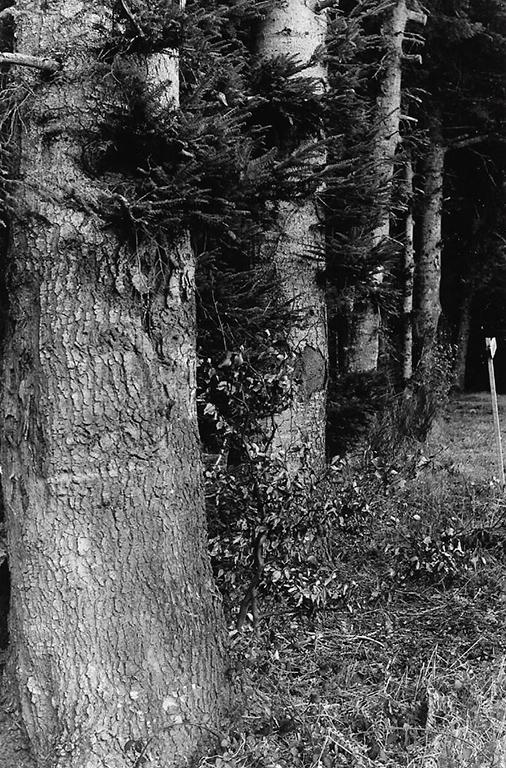 arbres plantés par mamie, bois de Denis, Mandel 2 .jpg