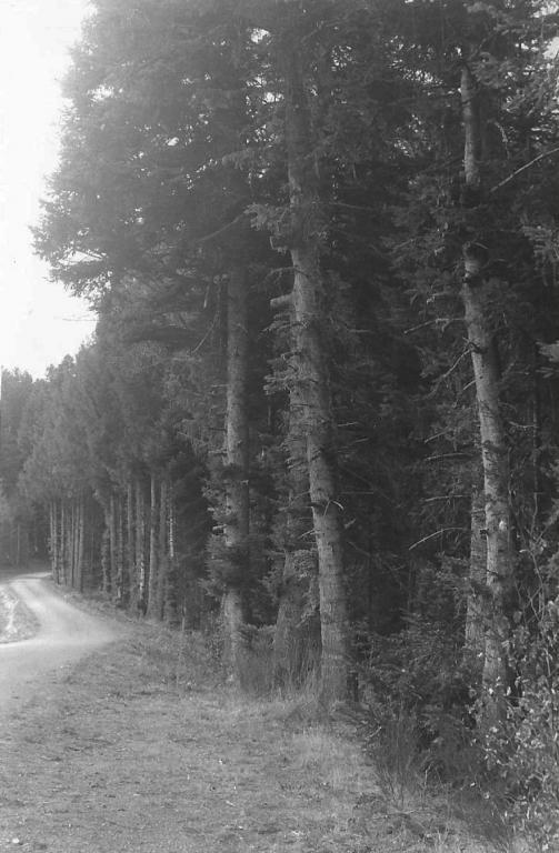 arbres plantés par mamie, bois de Denis, Mandel.jpg