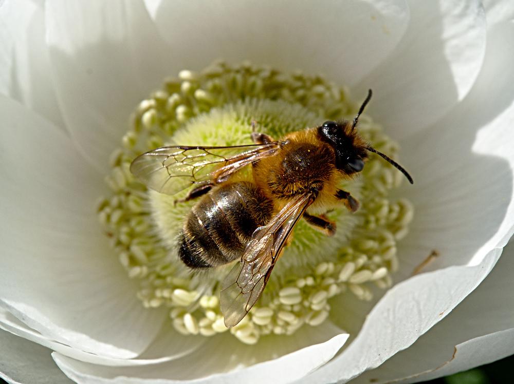 Abeille5.jpg