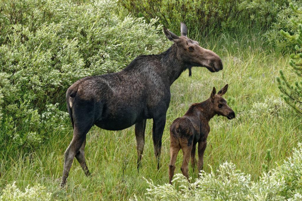 Moose-Wyoming.jpg