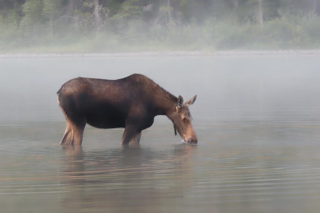 Moose 2-Montana.jpg