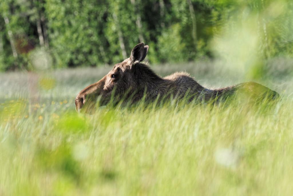 Moose1-Yukon.jpg