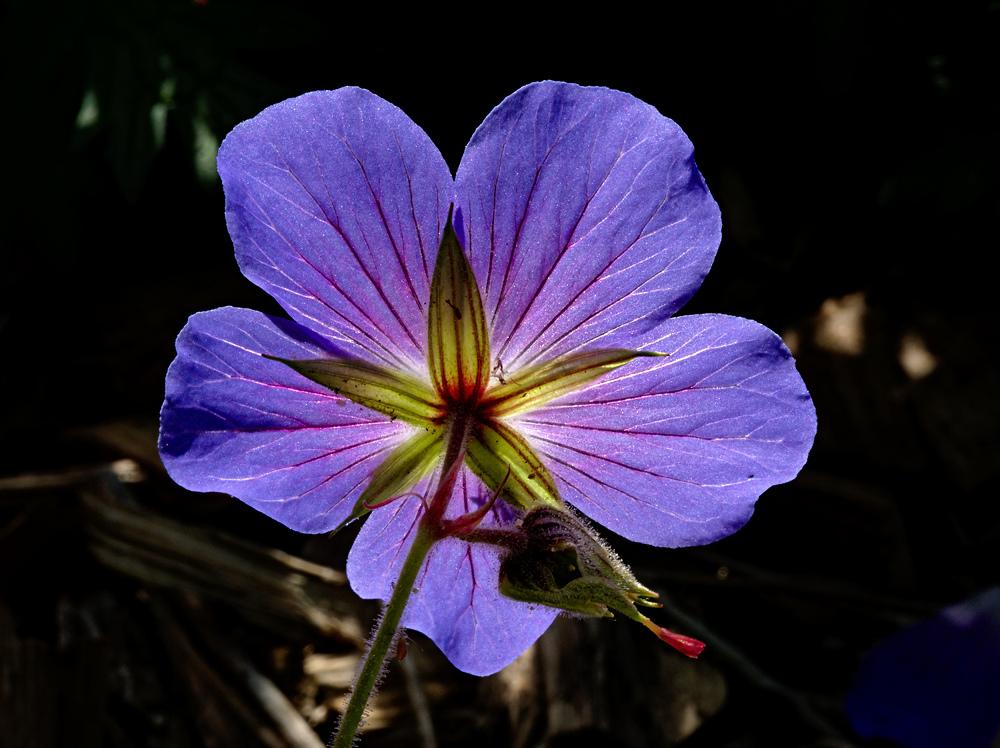 Fleur violette et soleil.jpg