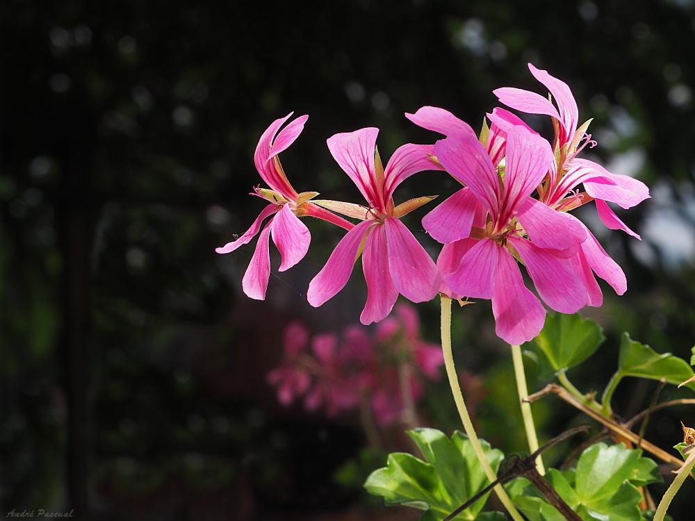 Pelargonium_1000.jpg