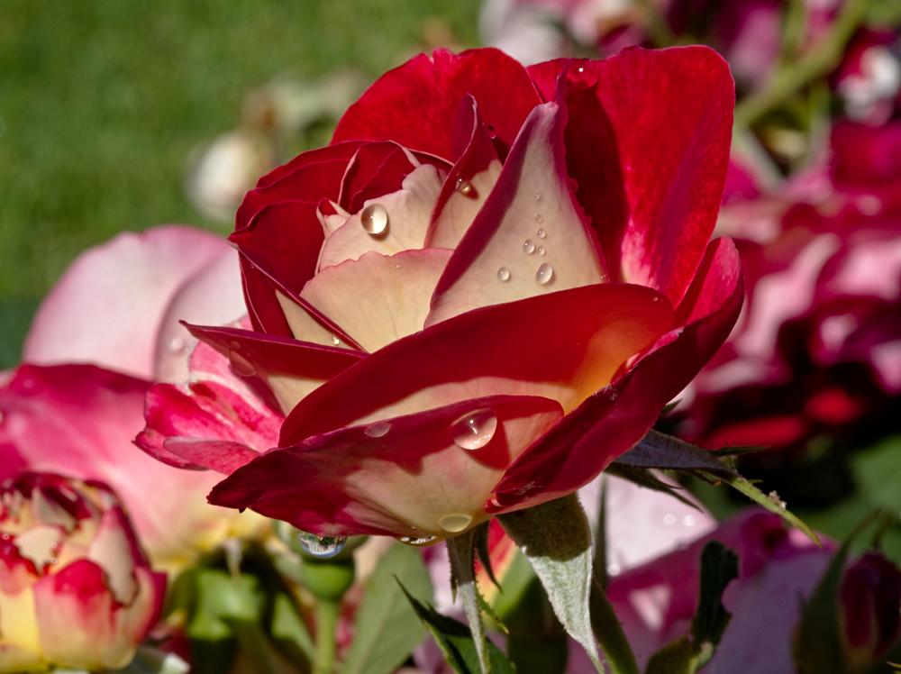 Rose bicolore et rosée.jpg