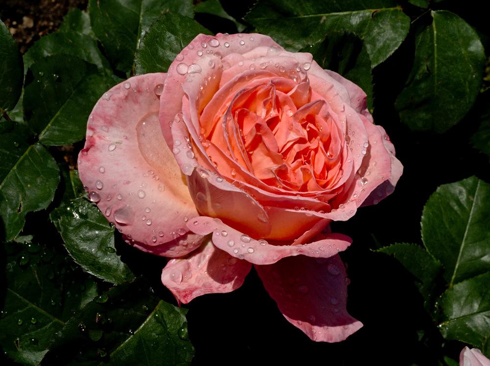 Rose et rosée.jpg
