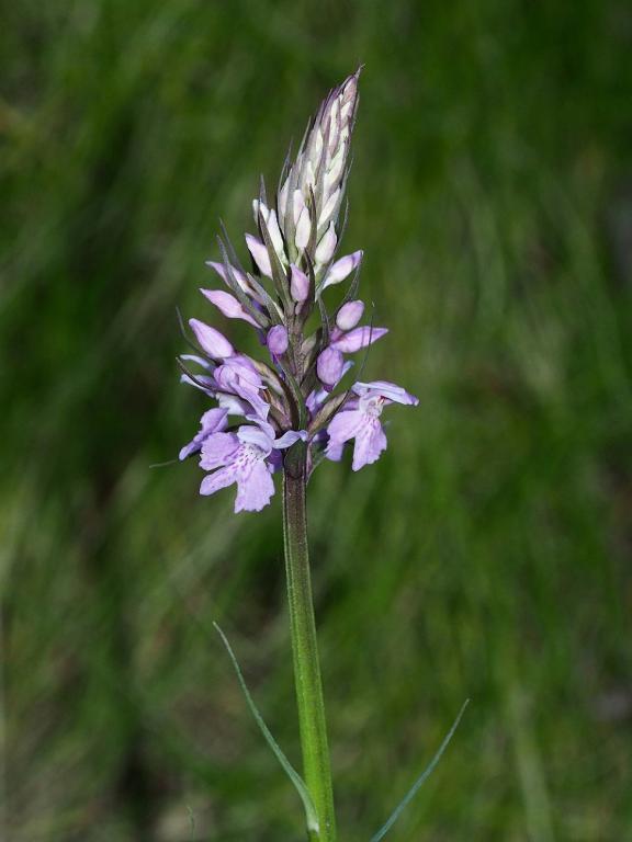 dactylorhiza fuchsii.JPG