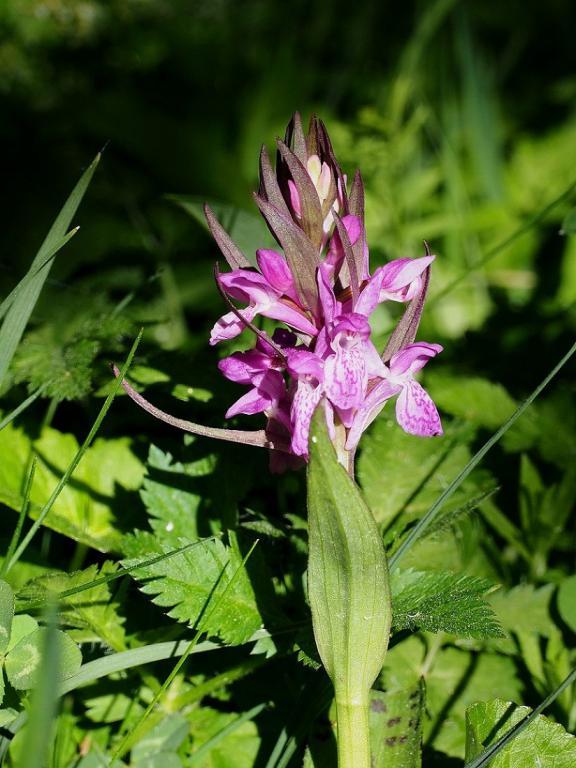 dactylorhiza majalis.JPG