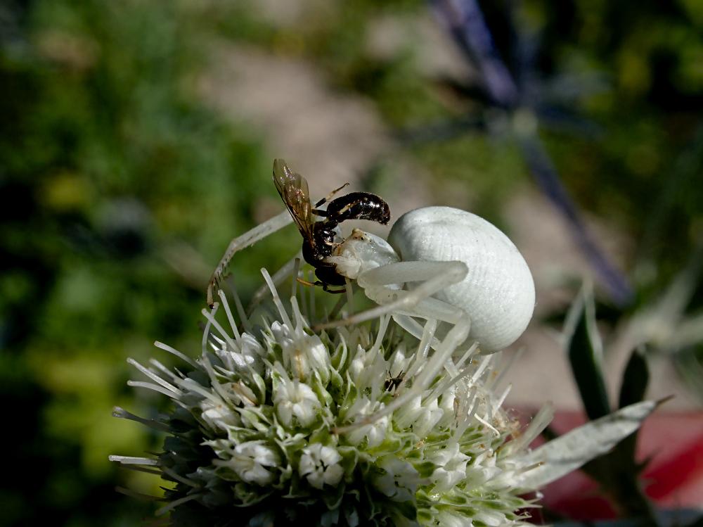 Araignée mange guêpe.jpg