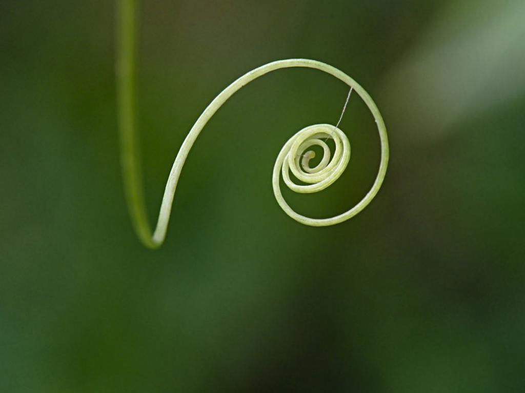 Spirale végétale.jpg