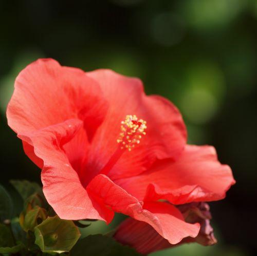 Hibiscus(2).JPG