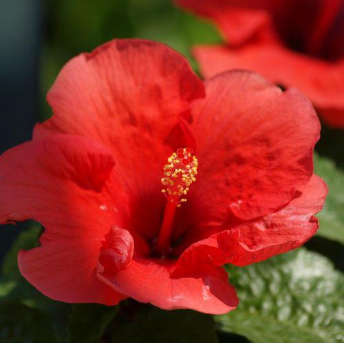 Hibiscus 3.JPG