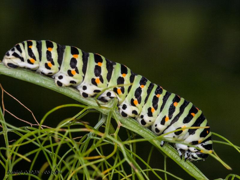 2019_06_02_ChenilleMachaon_7825_ret_web.jpg