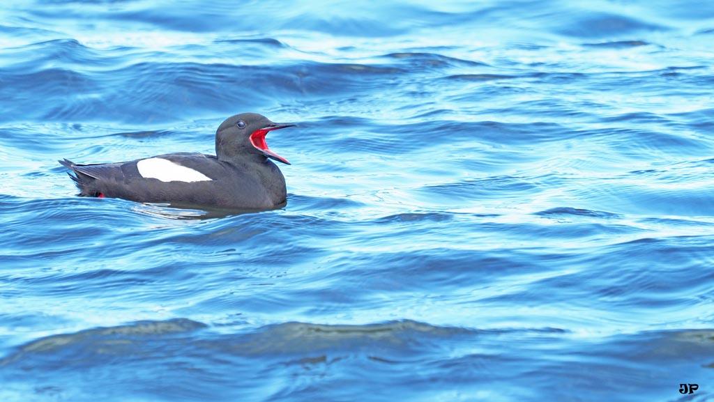 guillemot à miroir a.jpg