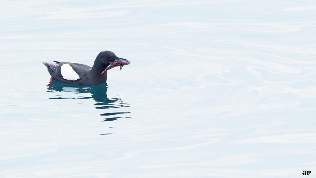 guillemot à miroir.jpg