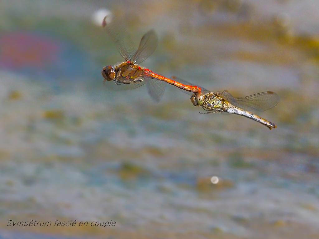  Sympetrum fascié  (64 sur 124).jpg