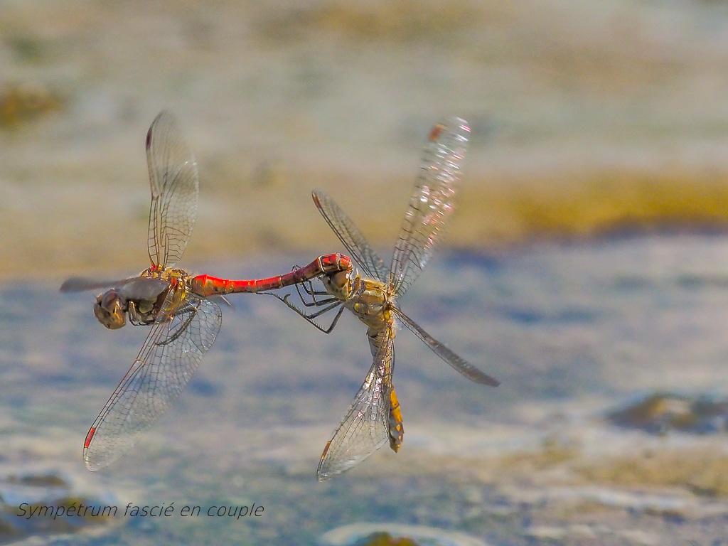  Sympetrum fascié  (119 sur 124).jpg