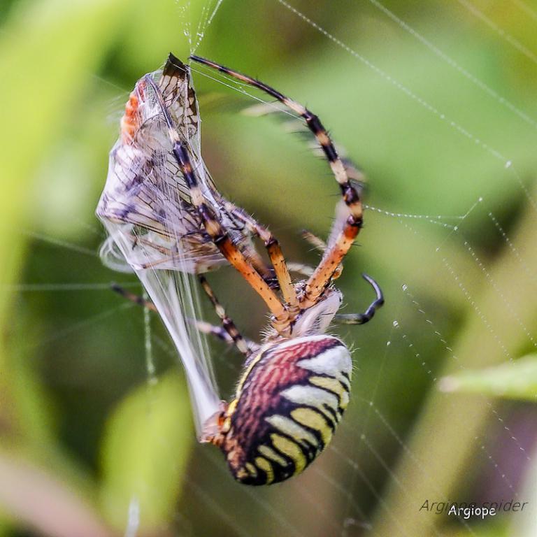 Argiope .jpg