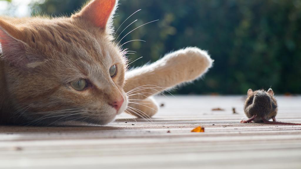 Minou et la souris.jpg