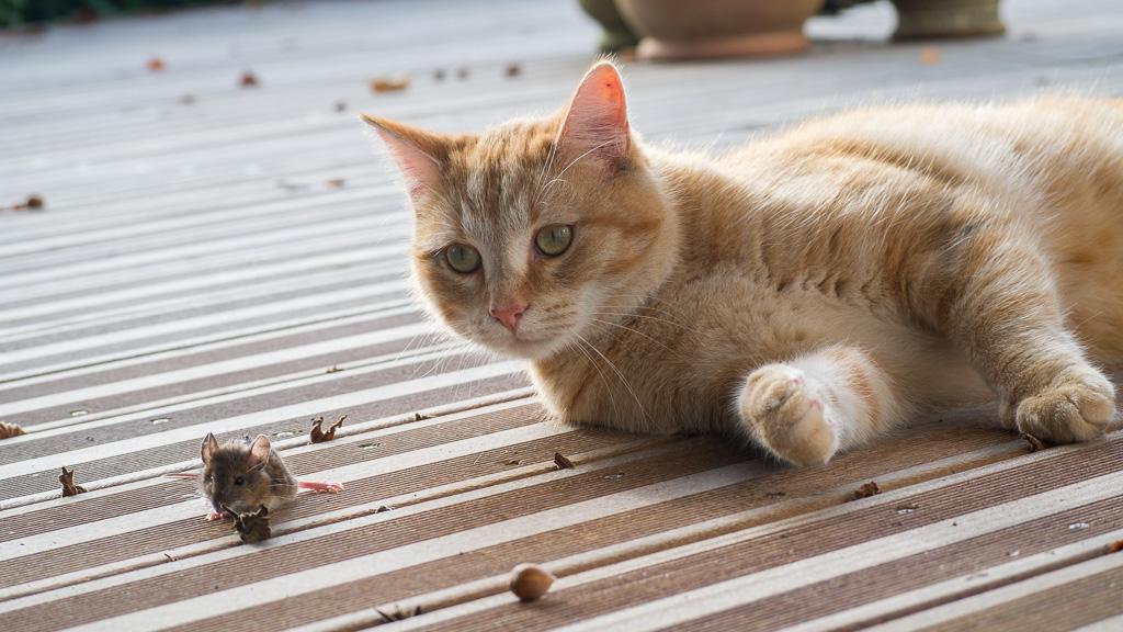 Minou et la souris 2.jpg