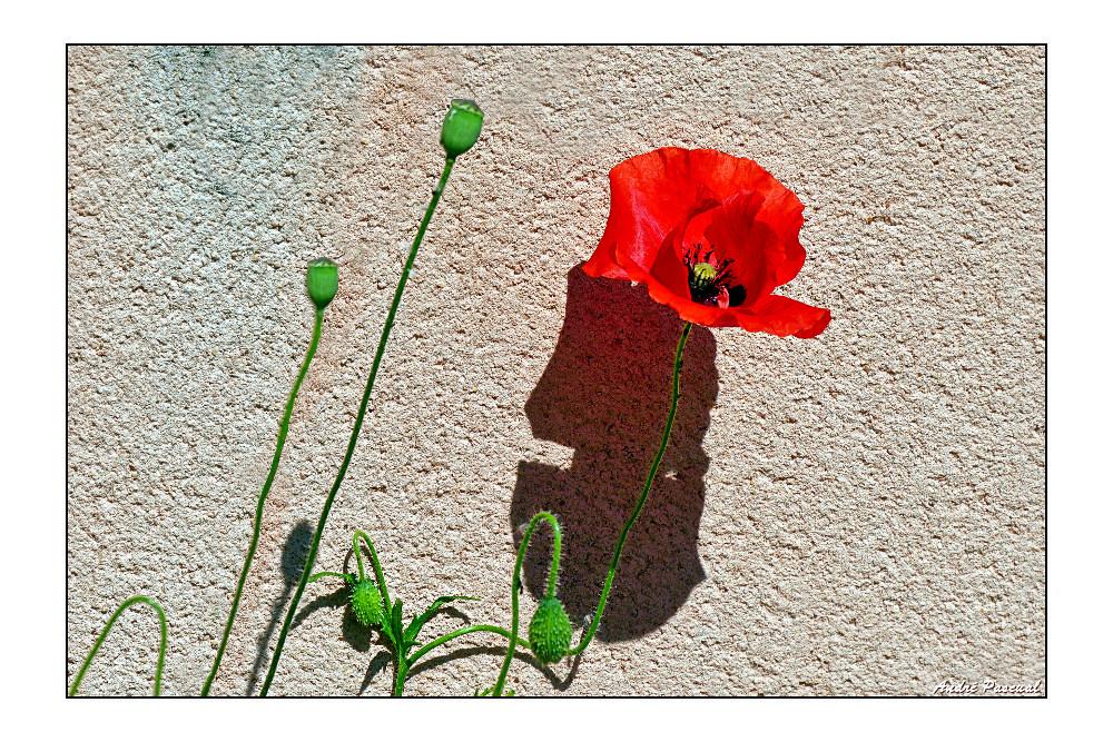 Coquelicot-Ombre_2_Modif_1000.jpg