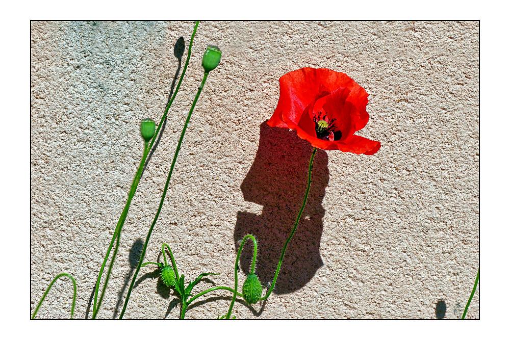 Coquelicot-Ombre_2_1000.jpg